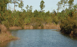 Stanbury Creek near Holden Beach, NC